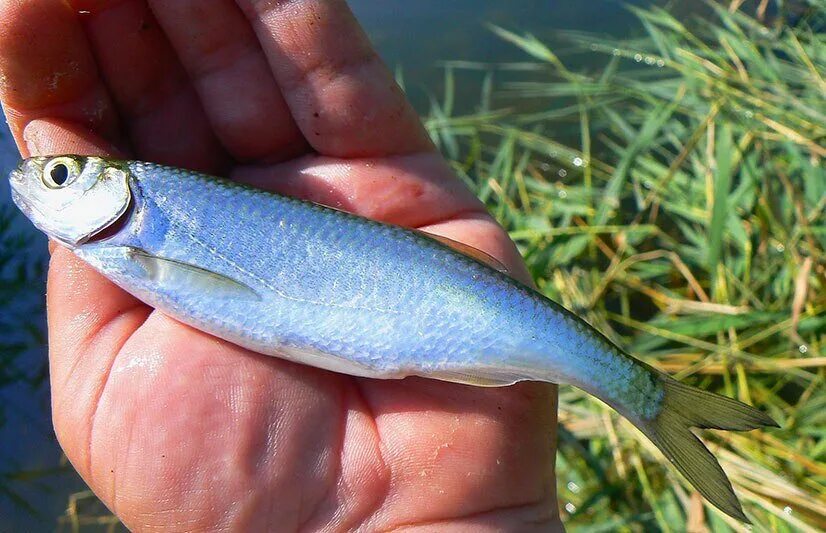Fish may be