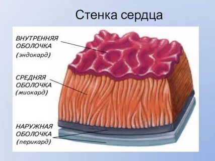 Самый внутренний слой