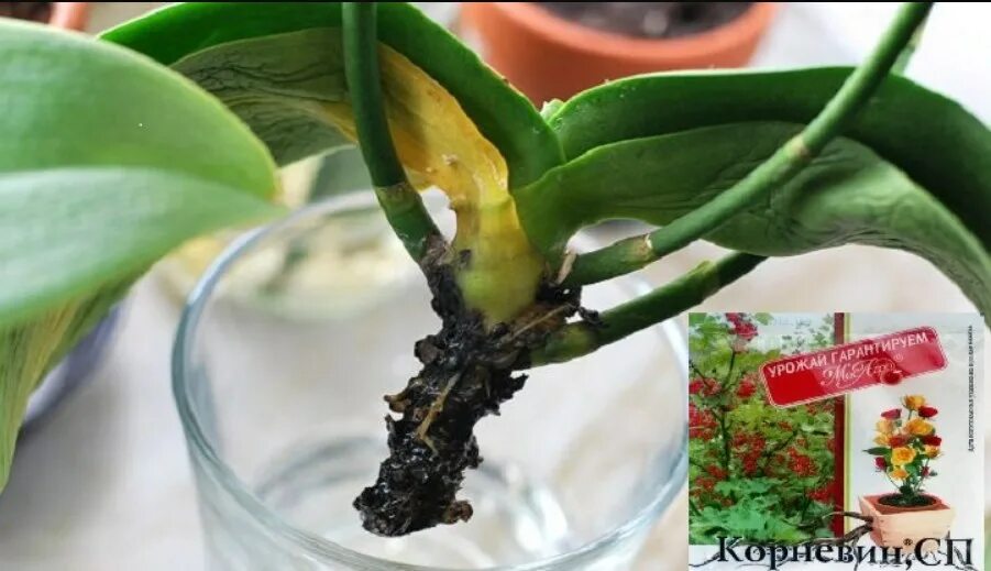 Можно ли поливать корни эпином. Корневин для орхидей. Стимулятор корнеобразования для орхидей. Эпин для орхидей.