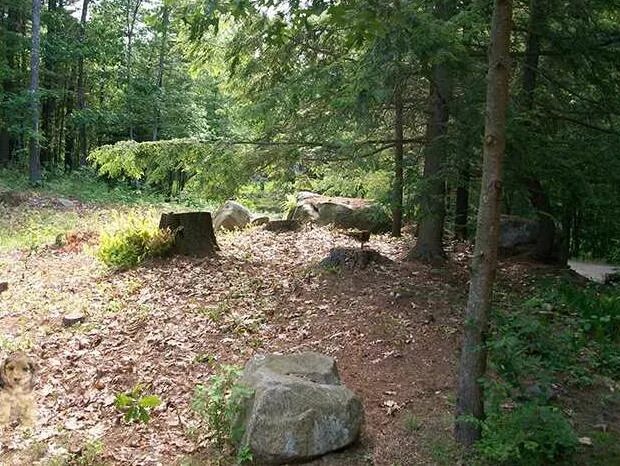 Лесная опушка правдинск. Найди собаку на картинке. Найдите собаку на картинке ответ. Найдите кота. Игра найди собаку.