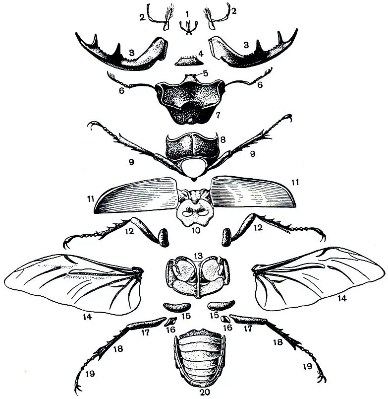 Жук строение тела. Внутреннее строение жука жужелицы. Жук строение тела. Внешнее строение майского жука. Жук строение тела.