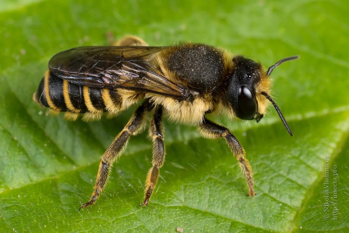 Пчела какая среда обитания. Пчела мегахила шмелевидная. Megachile пчелы. Megachile Pluto пчела. Люцерновая пчела-листорез.