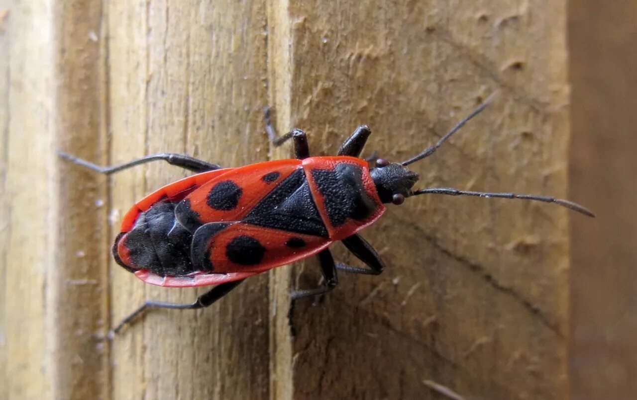 Насекомые солдатики фото. Клоп-солдатик Pyrrhocoris. Клоп-солдатик – Pyrrhocoris apterus. Жук клоп солдатик красный. Красноклоп бескрылый ( клоп-солдатик) (Pyrrhocoris apterus).