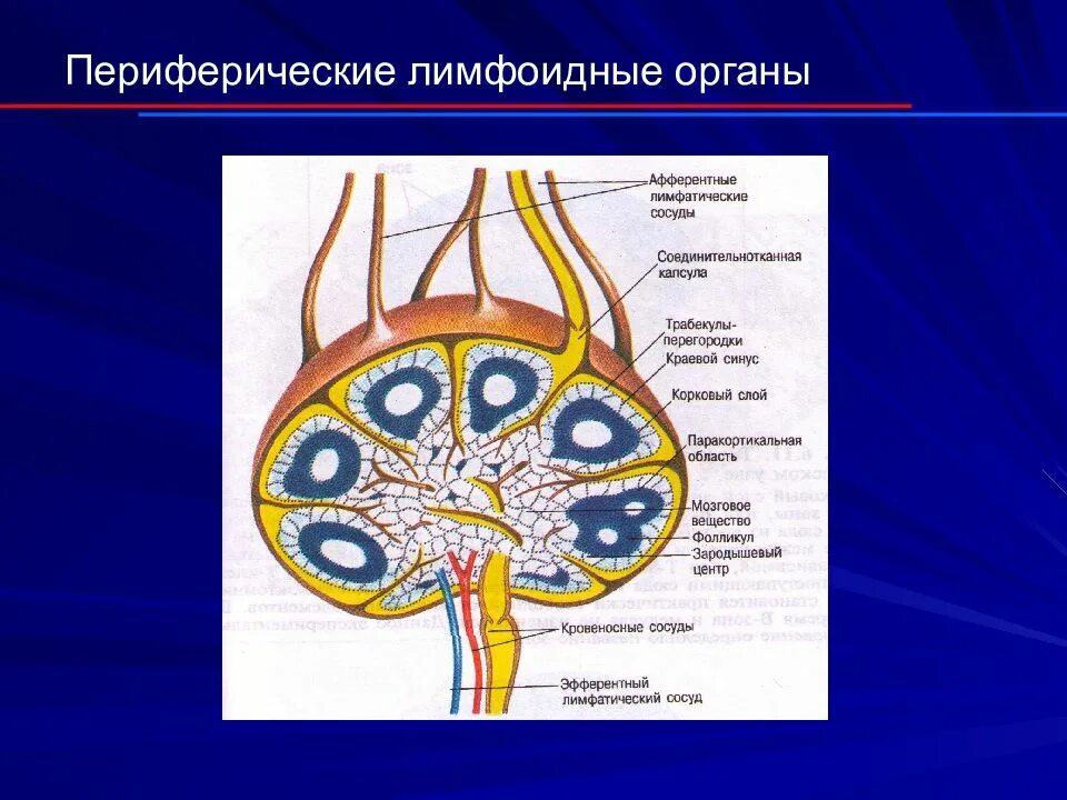 Периферические лимфоидные органы. Орган периферической лимфоидной системы. Первичные и вторичные органы лимфоидной системы. Периферические органы лимфатической системы.