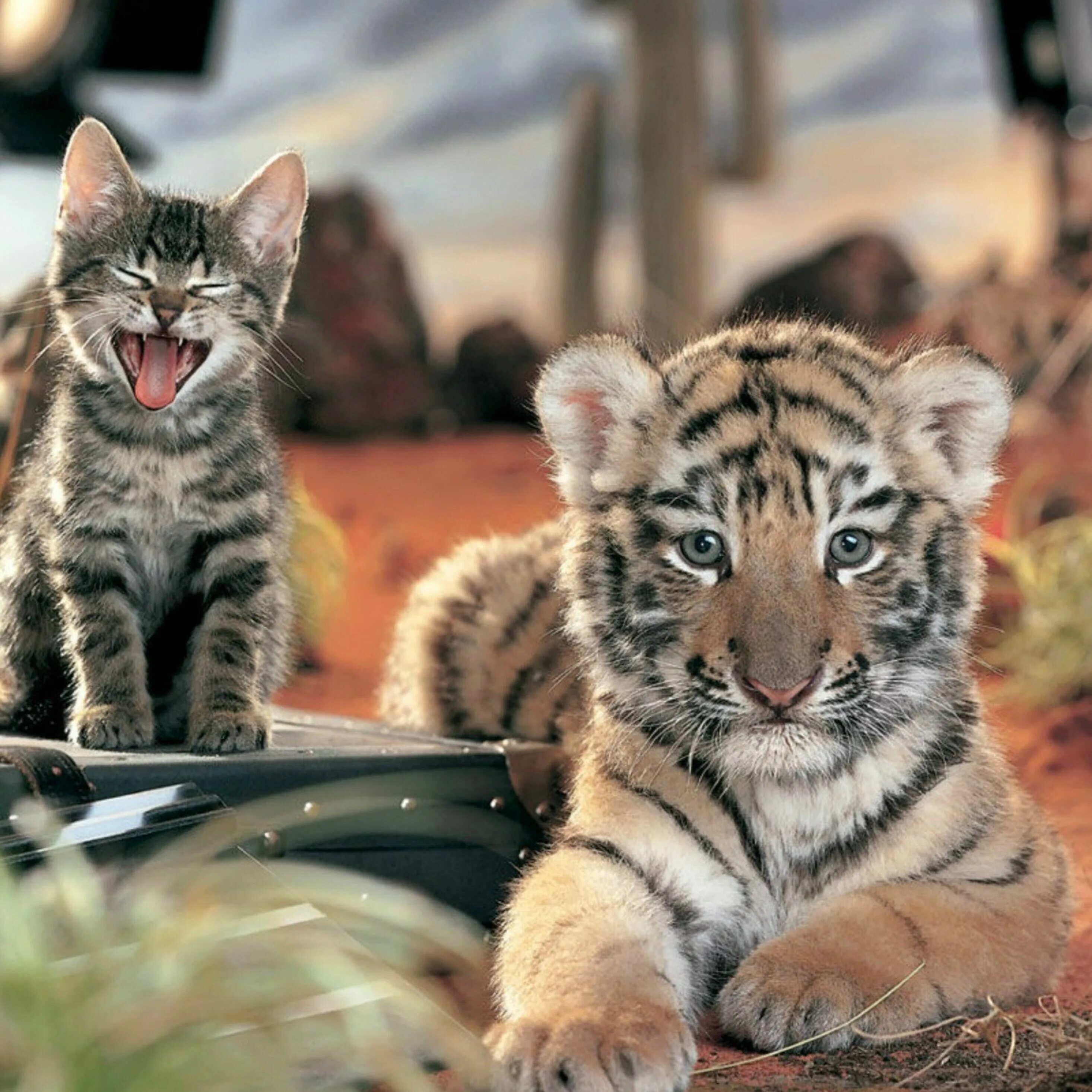 X in cat tiger