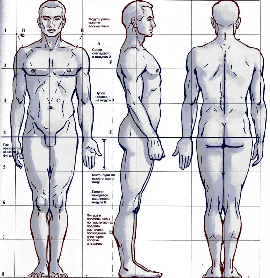 8 частей человека. Референсы анатомия пропорции. Пропорции человека референсы. Рисунок человека в полный рост пропорции. Пропорция человека для рисования сбоку.
