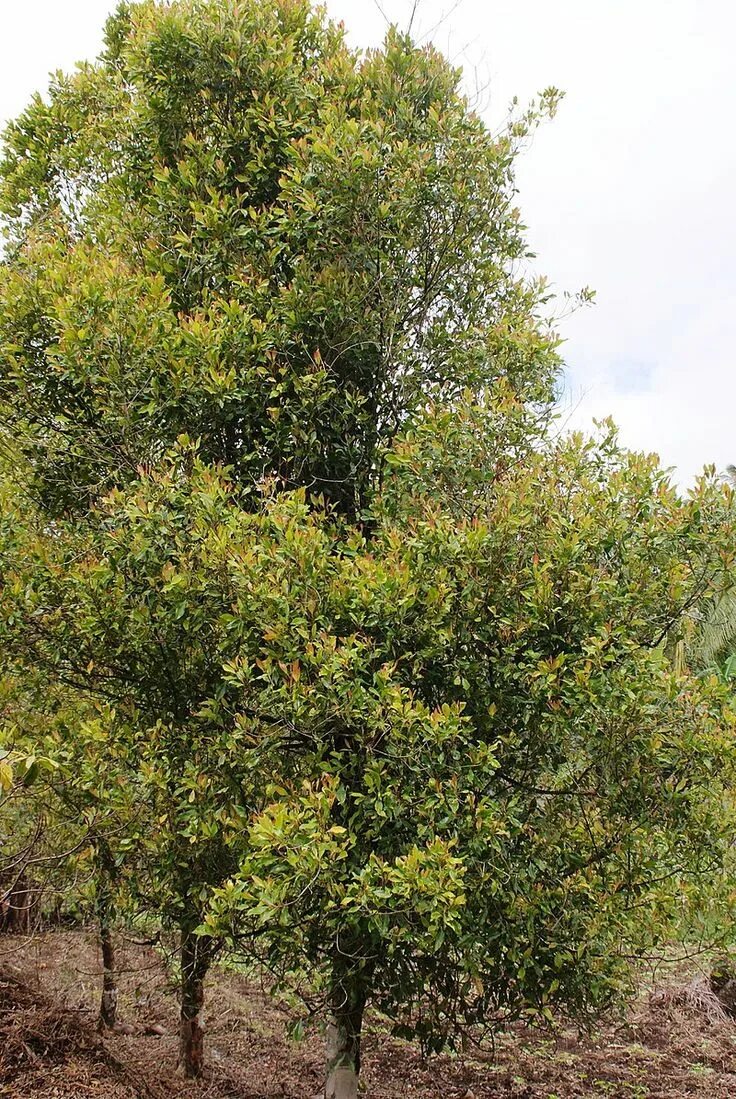 Пряное дерево. Гвоздичное дерево. Гвоздичное дерево пряность. Syzygium aromaticum. Гвоздика Сизигиум.