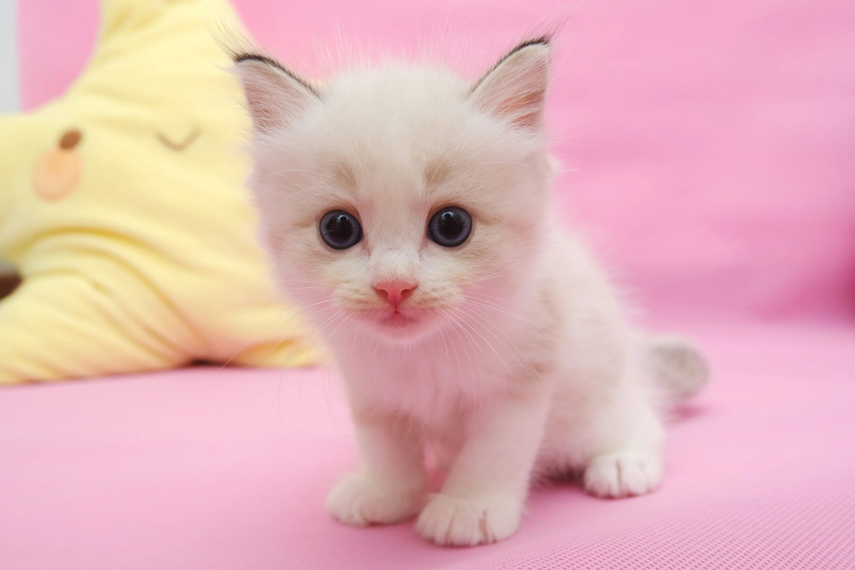 Котенок на розовом фоне. Кошка на розовом фоне. Рэгдолл кошка принцесса аврора. Красивые кошки на розовом фоне. Красивые котята.