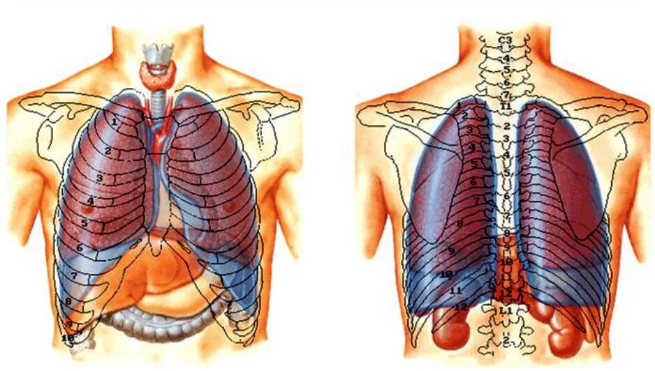 Легкие находятся в грудной