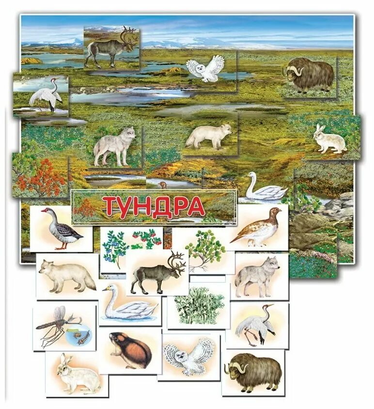 Сообщение о живых организмах разных природных зон. Тундра природная зона животные. Природные зоны «растения и животные севера и тундры». Рисунок природной зоны. Обитатели зоны тундры.