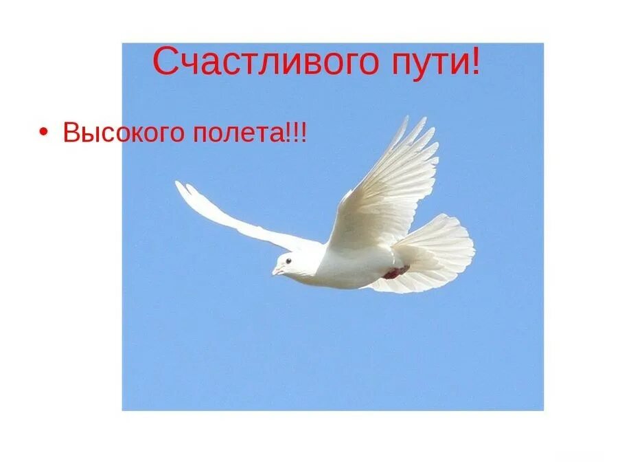 Картинки счастливого полета и мягкой. Счастливого полета. счастливого пути и мягкой посадки. желаю высокого полета. пожелание доброго полета.