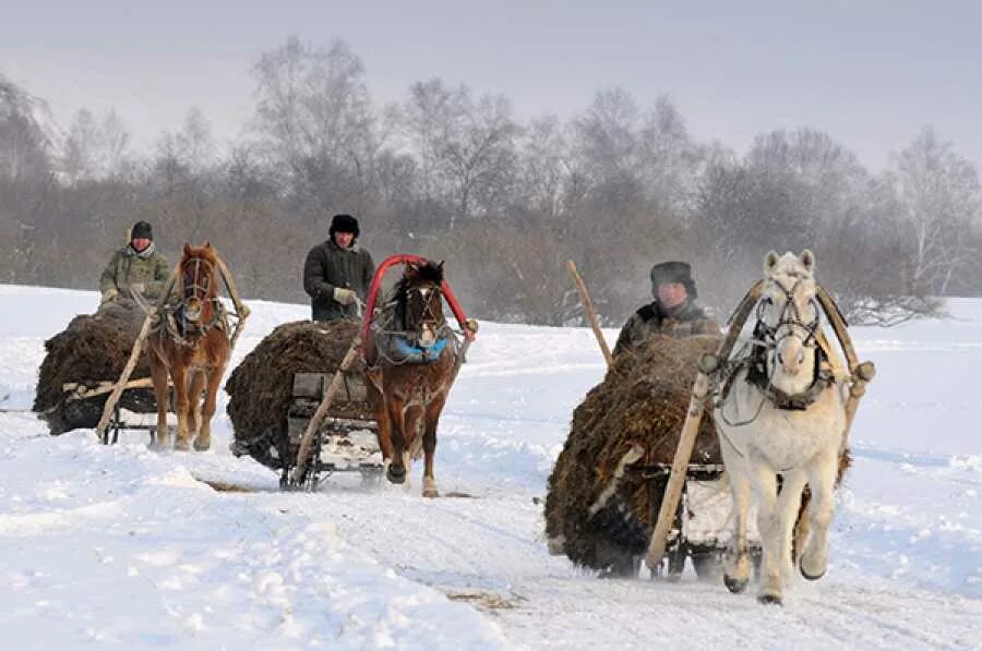 Ой мороз мороз не морозь. Хакасская лошадь зимой. Лошади Хакасия зима. Люди на конях зимой. Ой Мороз.