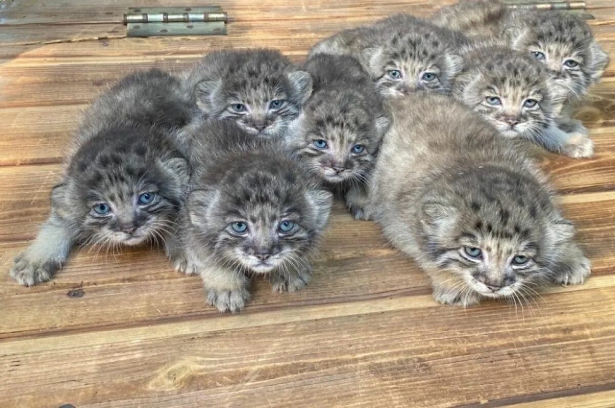 Котята манула родились в новосибирском зоопарке. Котята манула в новосибирском зоопарке. Новосибирский зоопарк манулята. В новосибирском зоопарке родились манулята. Новосибирск кот манул.