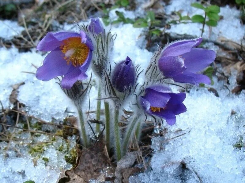 Прострел - сон трава. Прострел Луговой Pulsatilla pratensis. Первоцветы (подснежники, крокусы, гиацинты).. Подснежник Сибирский прострел. Пострел цветы