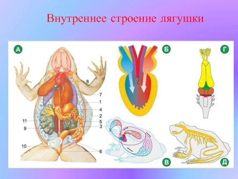 Внешнее и внутреннее строение лягушки. Внутреннее строение лягушки. внутренне строение лягушки. внешнее строение лягушки. внутреннее строение земноводных.