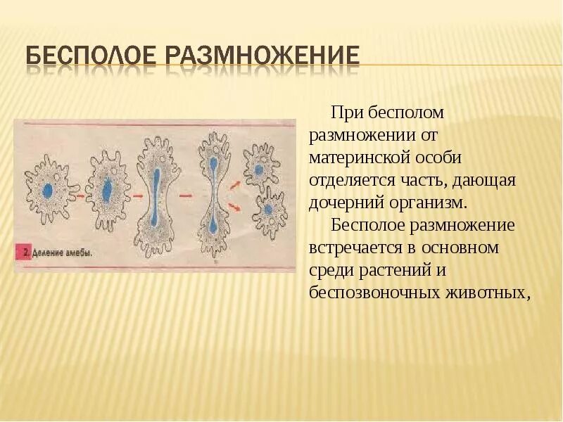 Генотип дочерних организмов. Дочерний организм при бесполом размножении.. Бесполое размножение деление. Деление клеток при бесполом размножении. При бесполом размножении генотипы дочерних организмов.