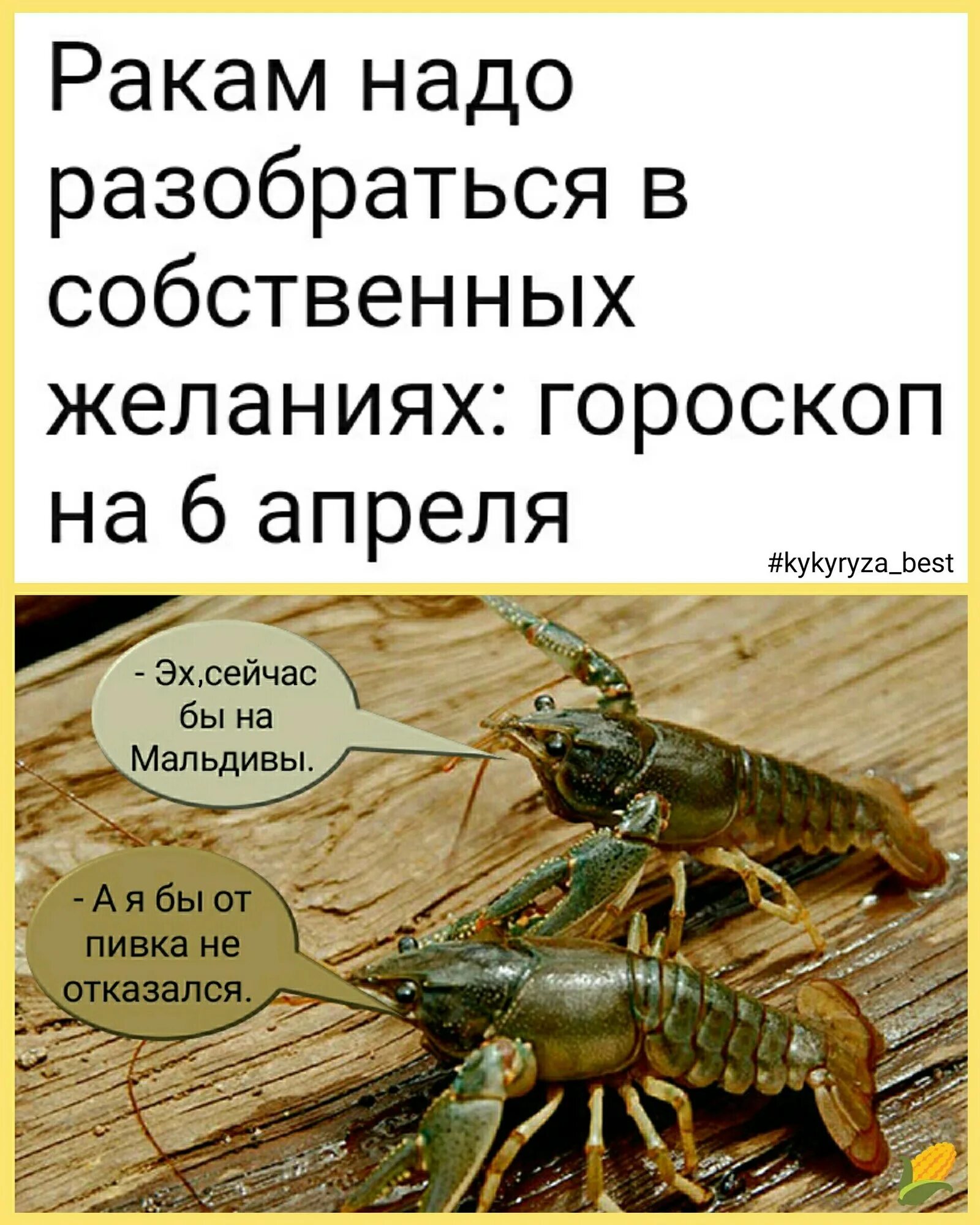 Гороскоп юмор. Раковая юмор. Черный юмор про онкологию. Пикабу рак. Раковая юмор.