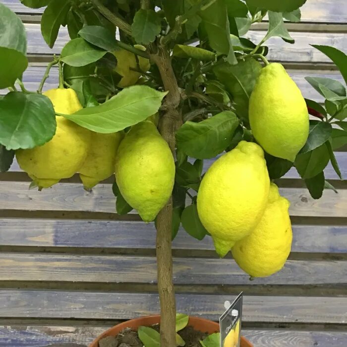 Купить лимон с доставкой. Лимонное дерево. Лимонное дерево с плодами. Лимонное дерево комнатное. Лимоновое дерево с лимоном.