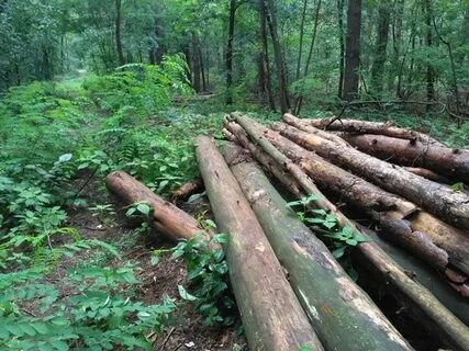 Проектирование лесничеств