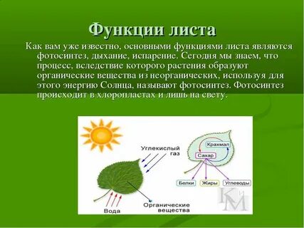 Функции листа в жизни растений