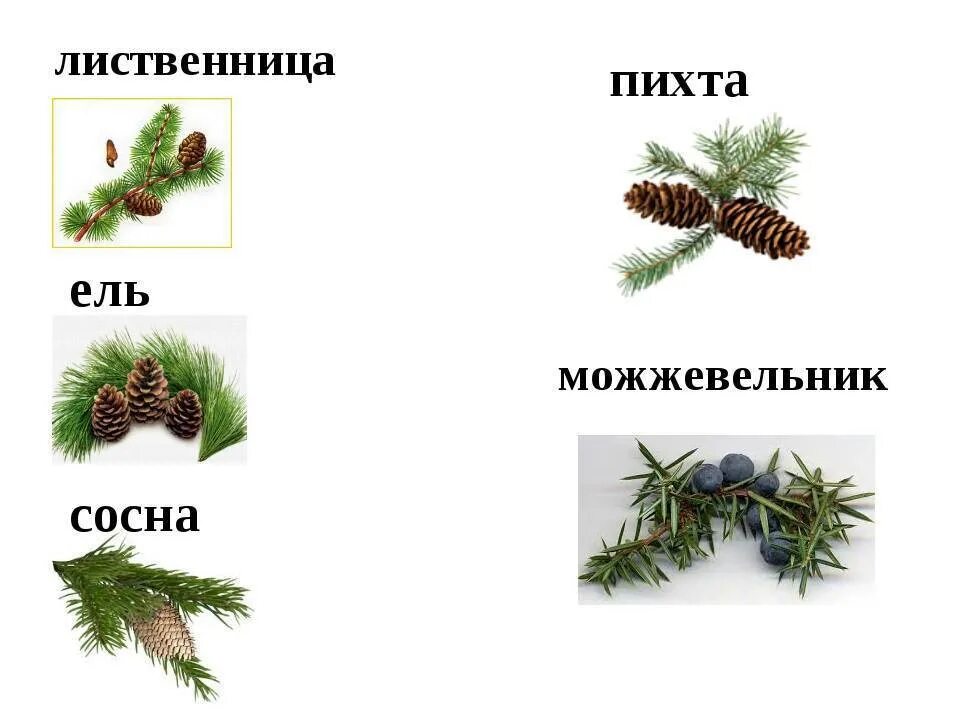 Таблица шишки ели сосны