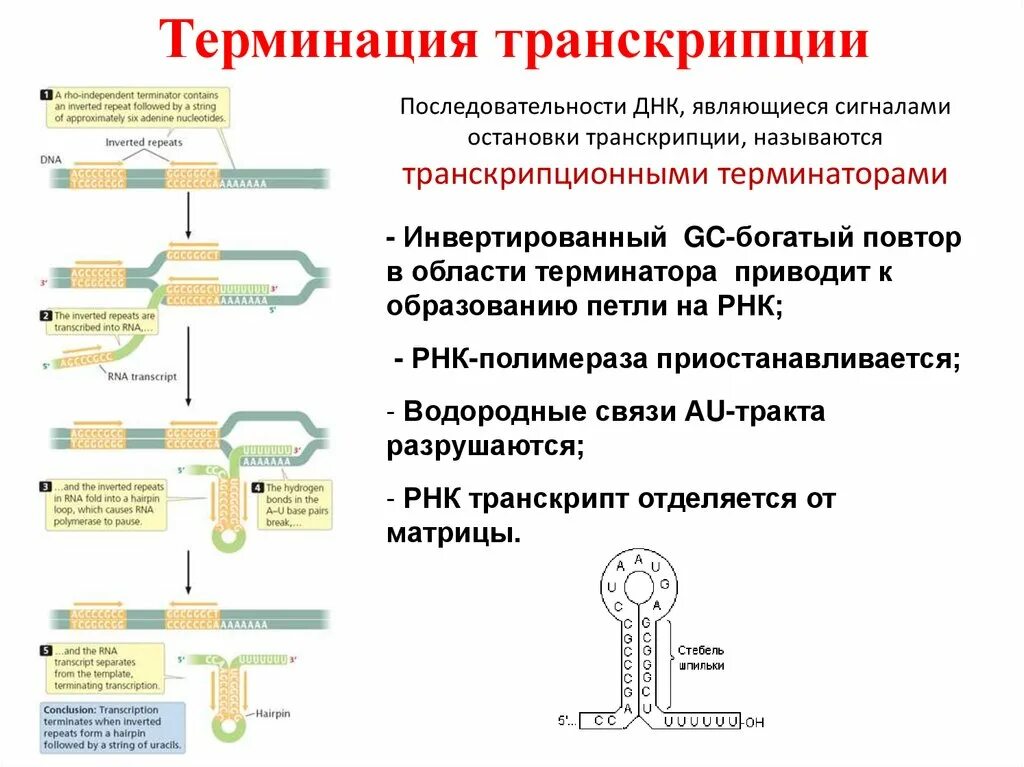 При транскрипции РНК-полимераза. Терминация транскрипции ДНК. Терминация транскрипции РНК. Процесс транскрипции.