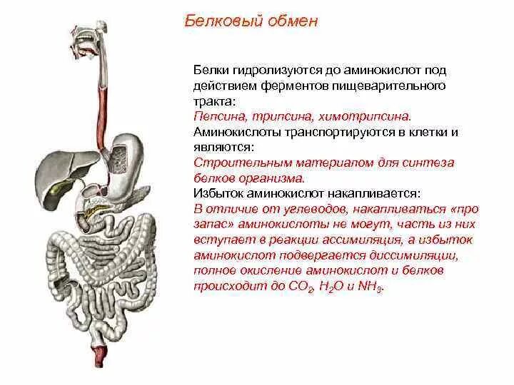 Белковый обмен в организме. Метаболизм белка в организме человека. Обмен белков физиология. Белки гидролизуются под действием ферментов пищеварительного тракта. Обмен белков биология.