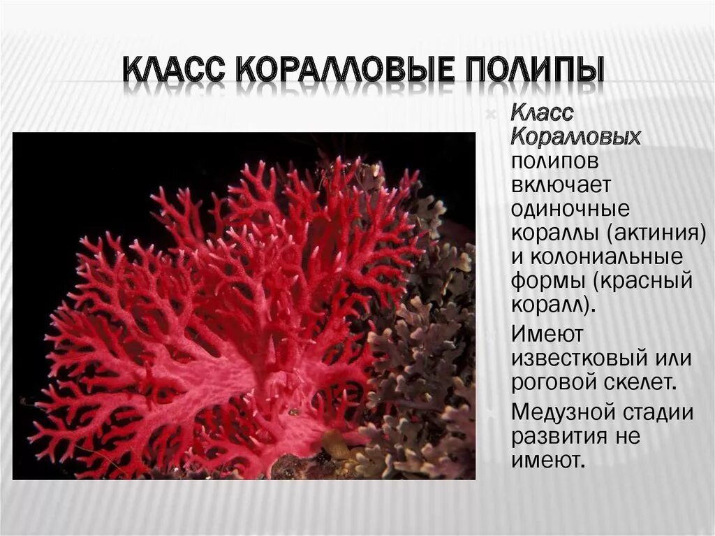 Тип Кишечнополостные класс коралловые полипы. Коралловые полипы актиния. Кораллы полипы Кишечнополостные. Красный коралл Кишечнополостные.