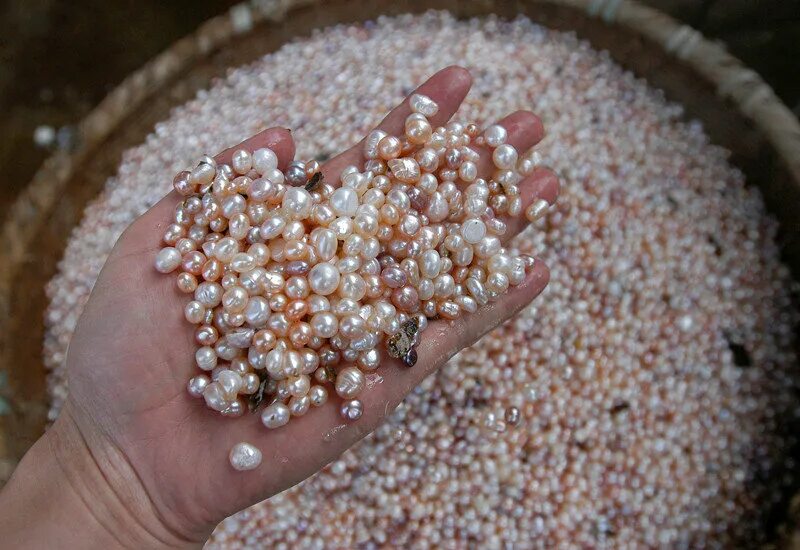 Перловица моллюск жемчуг. Двустворчатые моллюски жемчуг. Где взять жемчужины. Морская жемчужница моллюск. Моллюск акойя жемчуг.