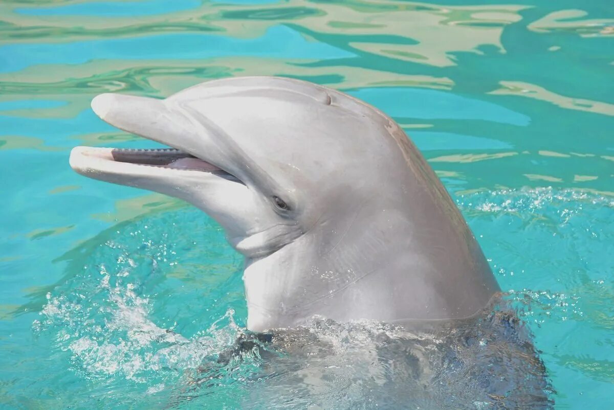 История дельфина 2. Дельфин-афалина. Дельфины продолжение. Ecco the dolphin. Дельфины продолжение.