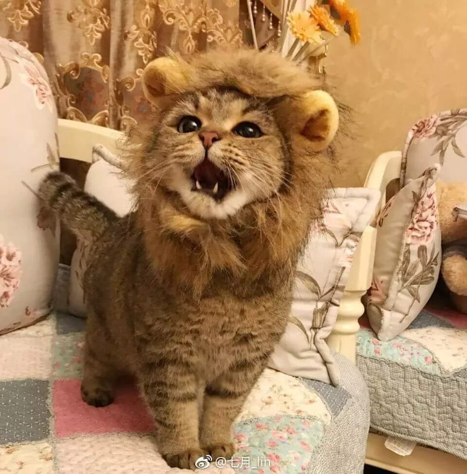 Кот лев. Кот в костюме Льва. Котенок с гривой Льва. Кот с львиной гривой.