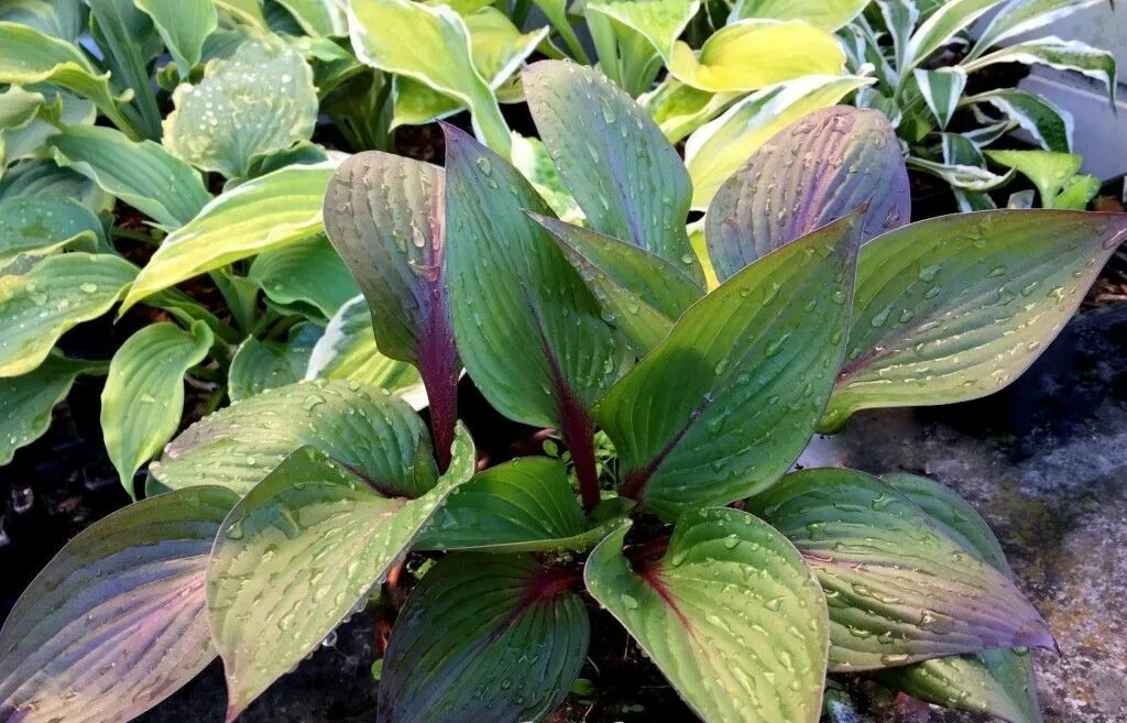 Хоста first blush. Хоста first blush. Хоста first blush. Хоста фест бланш. Хоста hosta first blush.