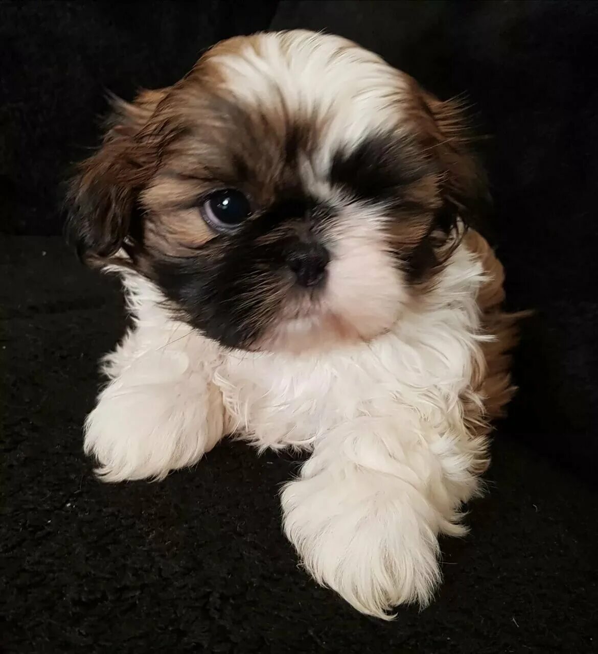 порода собак ши-тцу. щенки породы ши тцу. собачка ши тцу. щенки ши тцу мальчики. ши-тцу.