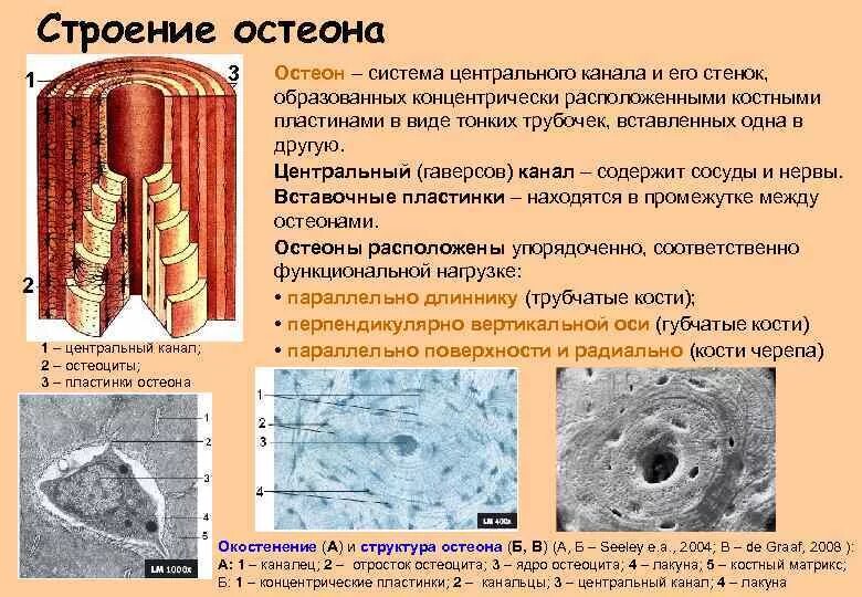 Строение и функции центрального. Строение остеона костная ткань. Строение кости Остеон. Форма костных пластинок остеона. Структурно-функциональной единицей кости является Остеон.