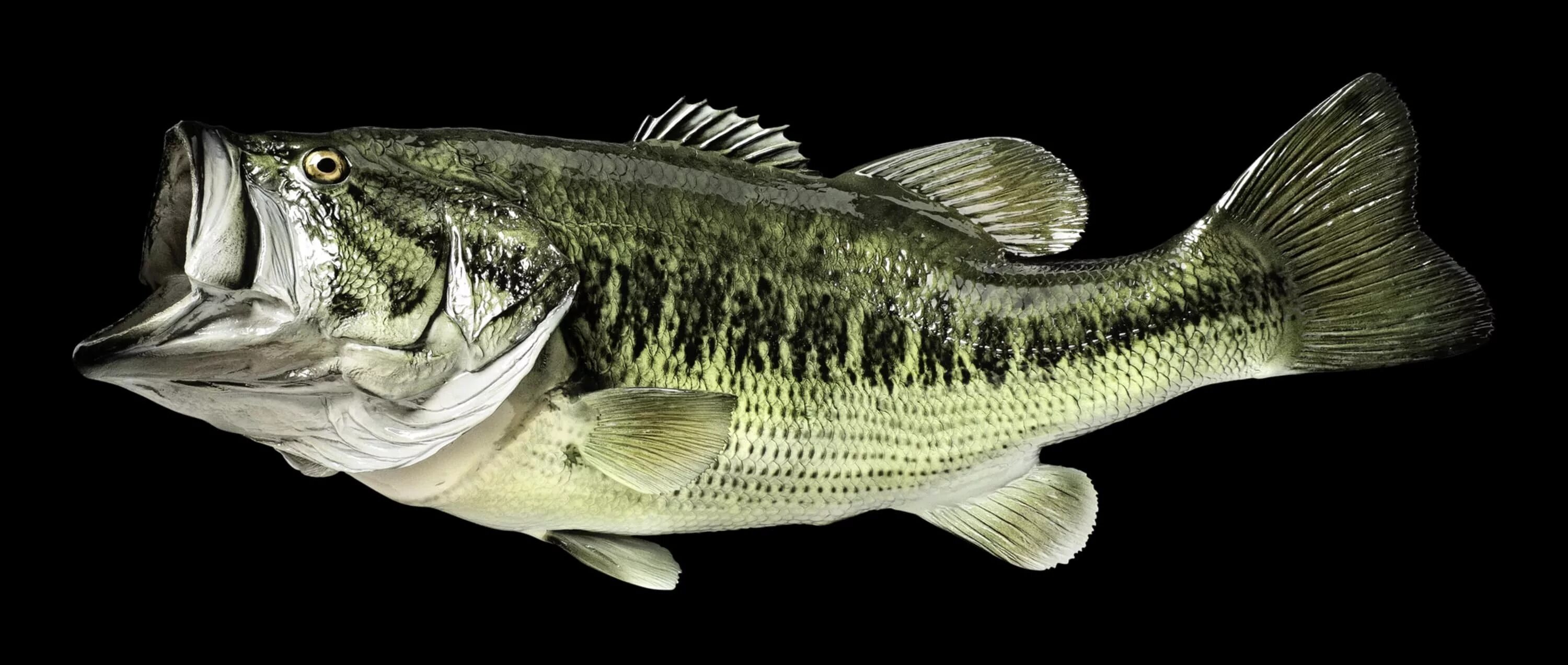 Окунь-ауха. Largemouth Bass рыба. Окунь черный Большеротый. Полосатый лаврак.