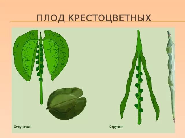 Для крестоцветных характерны плоды. Семейство крестоцветные плод. Крестоцветные плод стручок. Тип плода крестоцветных растений. Крестоцветные растения плоды стручок.