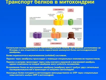 Транспорт белки