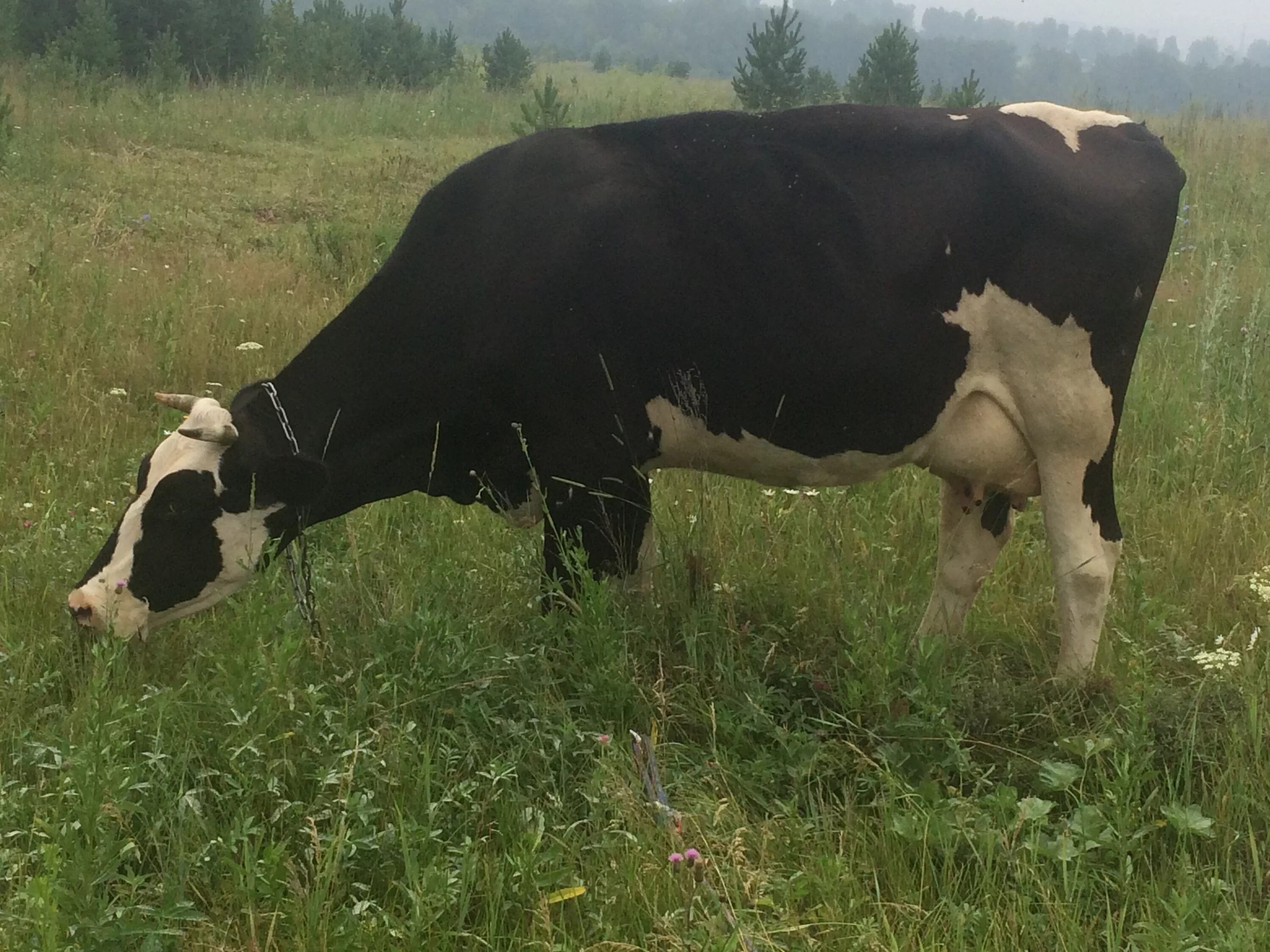 Дойная корова. Коровы на авито. Продается дойная корова. Корова дойная в Московской области.