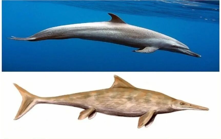 Акула ихтиозавр. Ихтиозавр предок дельфина. Акула Ихтиозавр Дельфин. Leninia Stellans Ихтиозавр. Эволюция ихтиозавров.