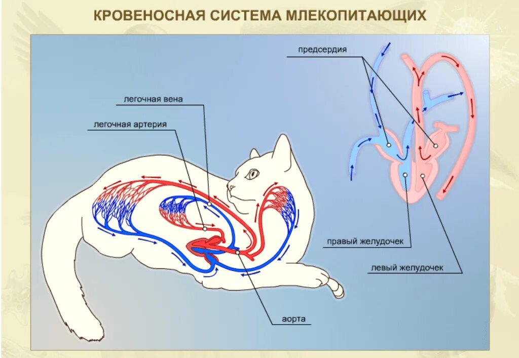 Кровообращение червей. Строение кровеносной системы кошки. Система кровообращения у кошек схема. Система кровообращения млекопитающих. Кровеносная система млекопитающих схема.