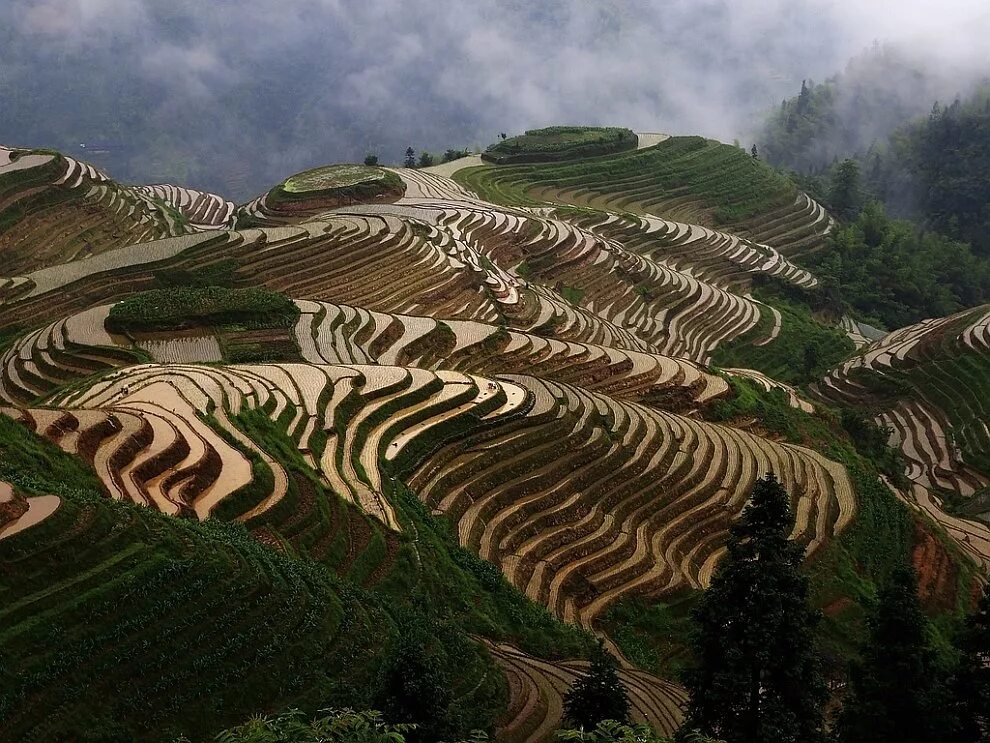 Культурный ландшафт рисовые террасы Хунхэ-Хани. Террасы Лонгджи Китай. Рисовые террасы Китай. Рисовые террасы Гуанси. Рис холмы