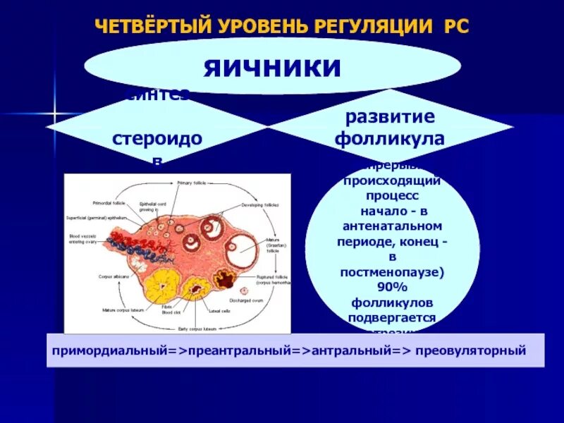 Развитие яичника. Развитие фолликула. Процессы происходящие в яичниках. Яичники гормоны. Три фолликула