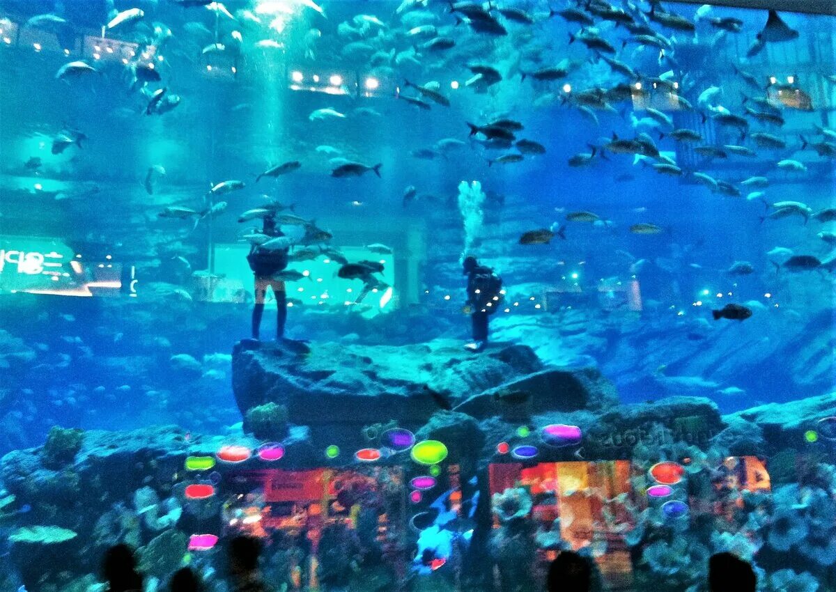 Океанариум владивосток остров русский. Аквариум в интерьере. Аквариум внутри. Оформление аквариума. Аквариум в комнате.
