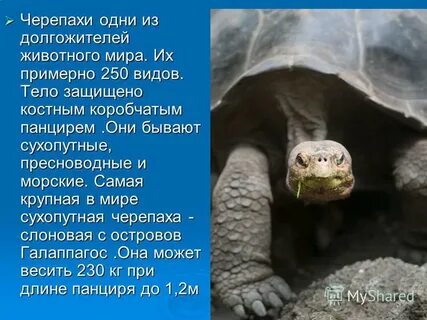 Черепахи 1