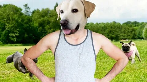 Done dog