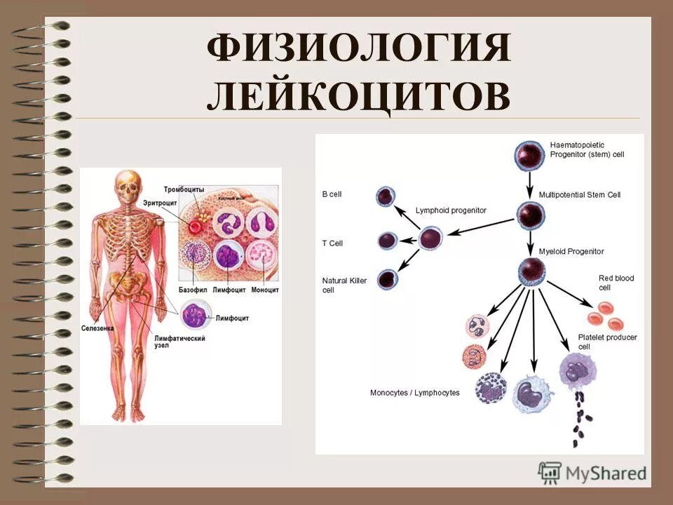 Лейкоциты группа крови