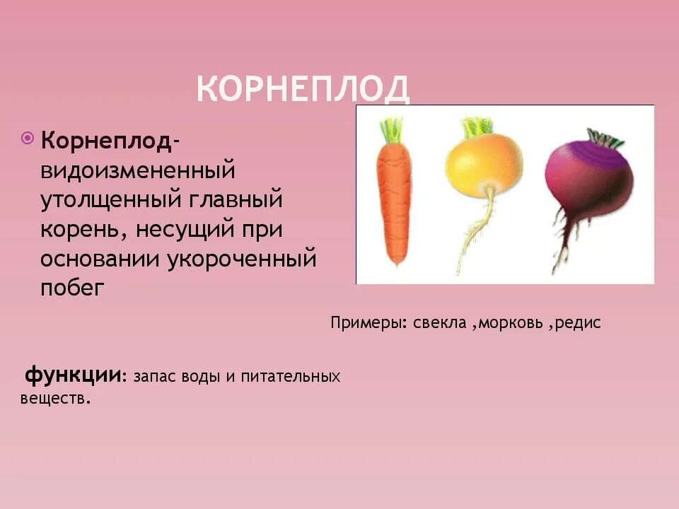 Строение корнеплода моркови. Стержневая корневая система у моркови. Структура моркови. Морковь биология. Видоизменение корней морковь репа свекла.