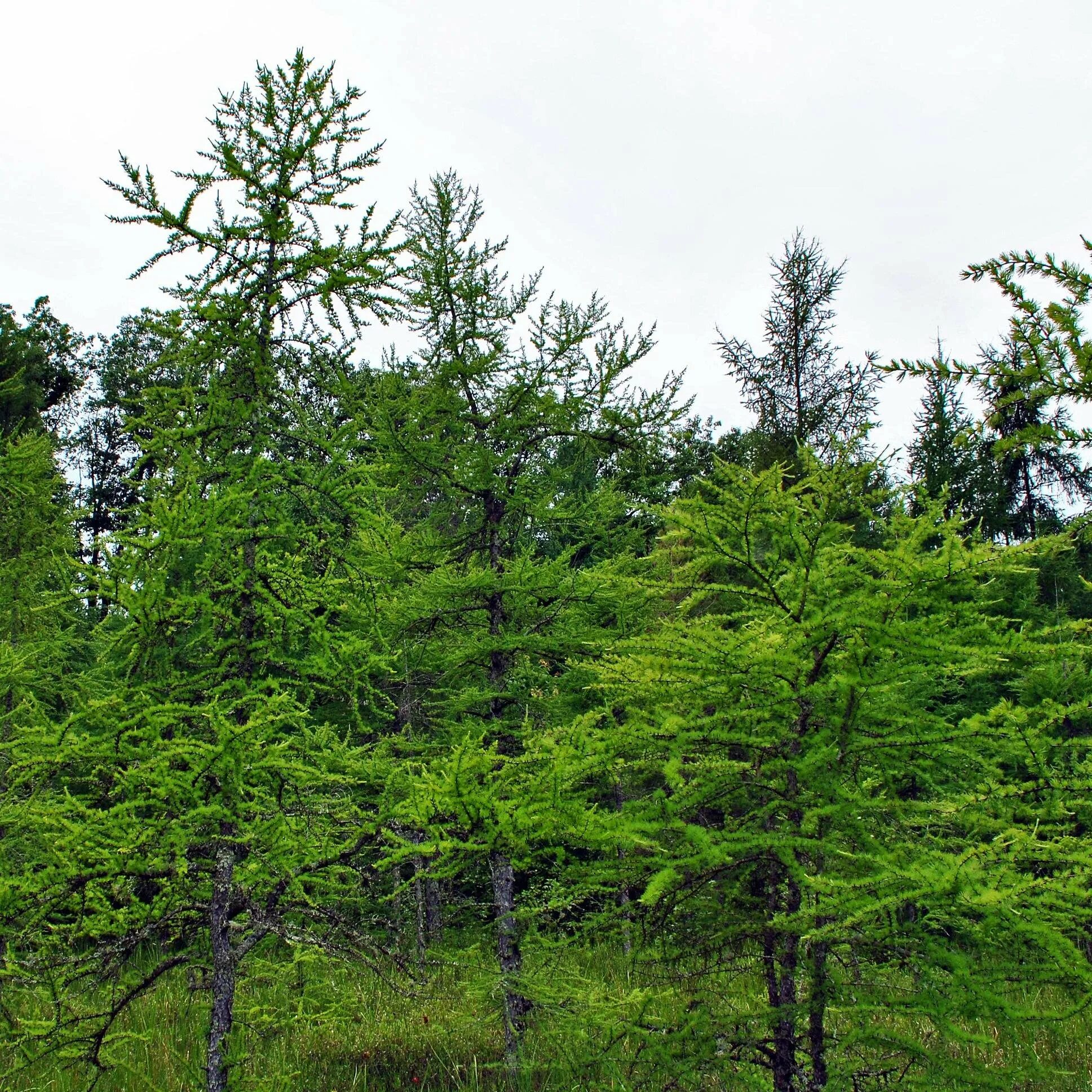 Лиственница Сибирская Larix sibirica. Лиственница американская Larix laricina. Лиственница Сибирская Бригантина. Лиственница Сибирская и Даурская.