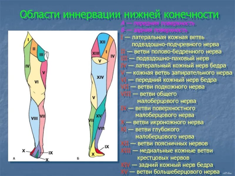 Области нижней конечности. Иннервация кожи голени анатомия. Иннервация кожи бедра и голени. Иннервация кожи бедра анатомия. Иннервация кожи и мышц нижней конечности.