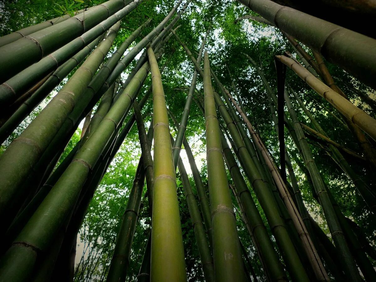 Быстрорастущий бамбук